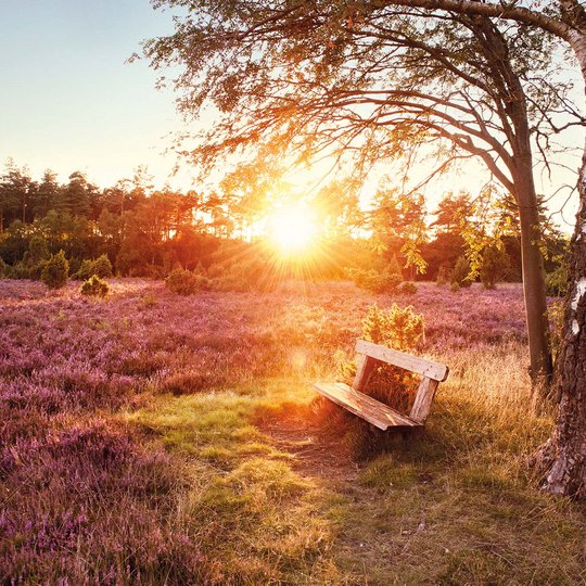 Ziel der Tagestour: die Lüneburger Heide. Foto: Lüneburger Heide GmbH / Markus Tiemann Ziel der Tagestour: die Lüneburger Heide. Foto: Lüneburger Heide GmbH / Markus Tiemann