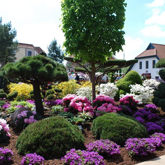 Die RHODO im historischen Stadtkern von Westerstede ist Europas größte Rhododendronschau. Foto: Touristik Westerstede e.V. Die RHODO im historischen Stadtkern von Westerstede ist Europas größte Rhododendronschau. Foto: Touristik Westerstede e.V.