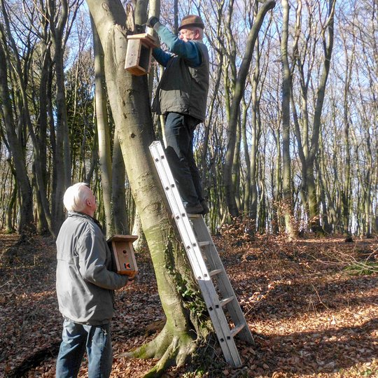 Mitglieder der Kolping-Gruppe 60plus befestigen Nistkästen für Singvögel im Hollager Berg. Mitglieder der Kolping-Gruppe 60plus befestigen Nistkästen für Singvögel im Hollager Berg.
